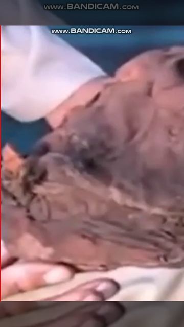 Настоящие останки Йети или пришельцев в Перу смотреть онлайн