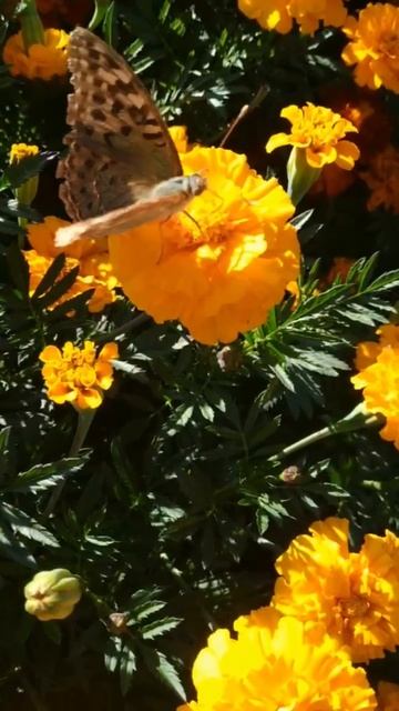 Осенние цветы 💖💖💖 смотреть онлайн