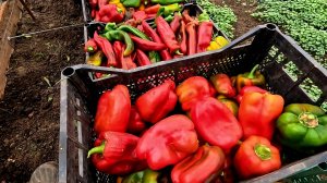 Остатки - сладки!! Урожай перца шокирует!! Сделайте так и вы всегда будете с перцем!!