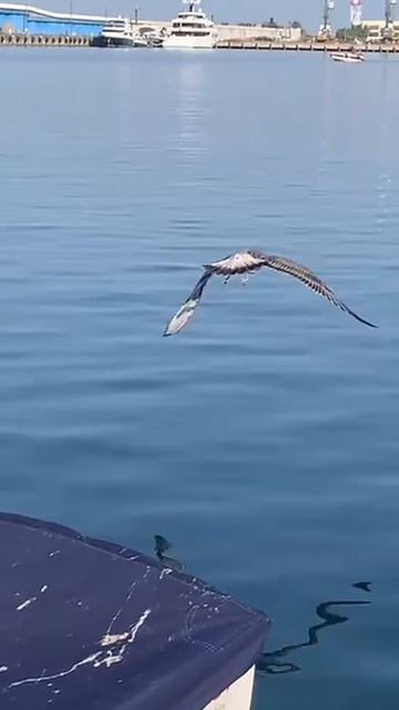 Чайки попрошайки в имеретинской марине. смотреть онлайн