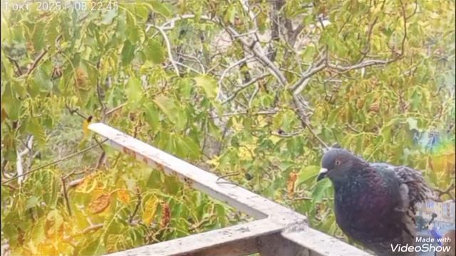 МОИ ЛЮБИМКИ 🐈🐈🐈🥰 смотреть онлайн