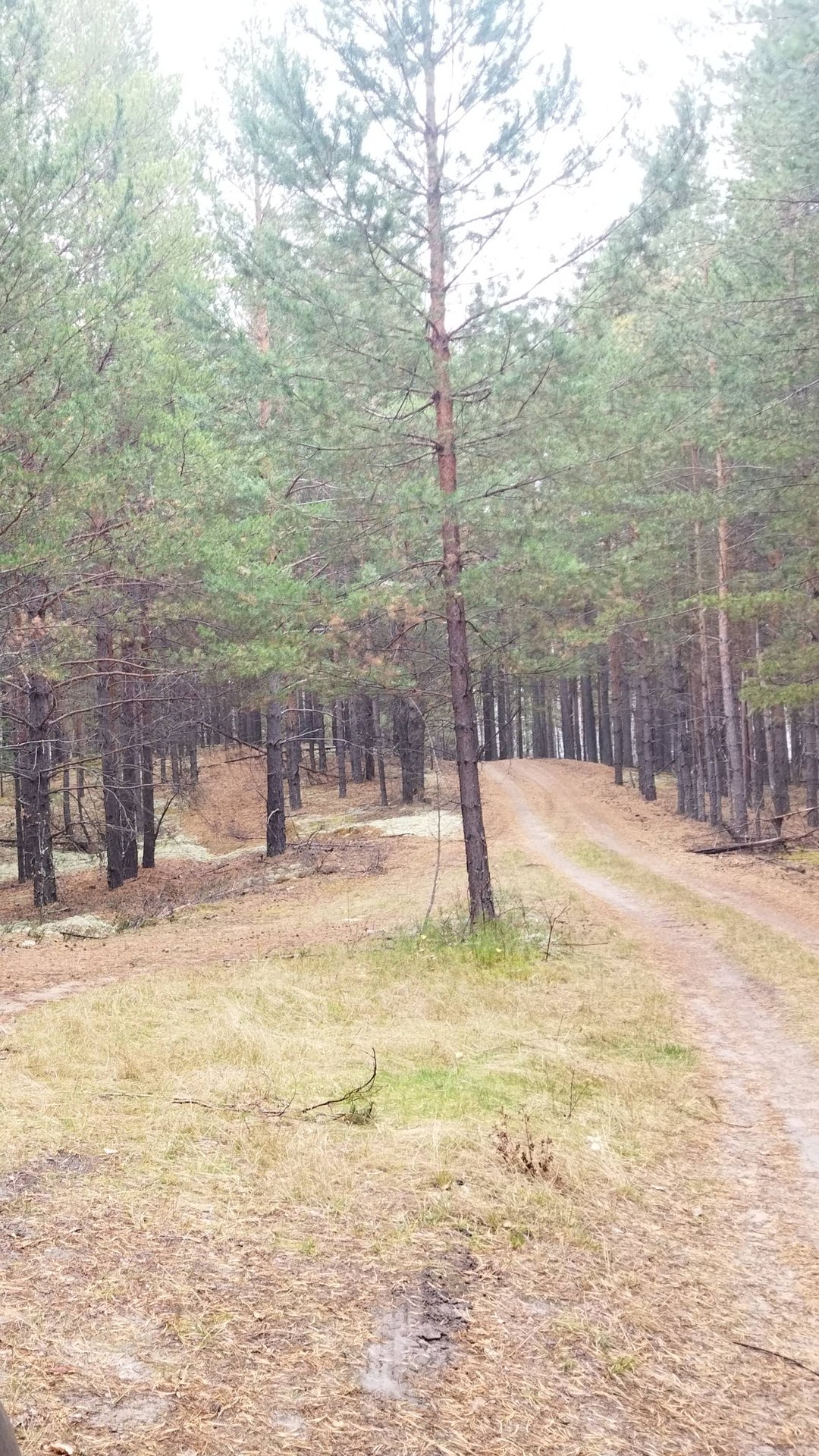 НАХОДКИ В ЛЕСУ смотреть онлайн