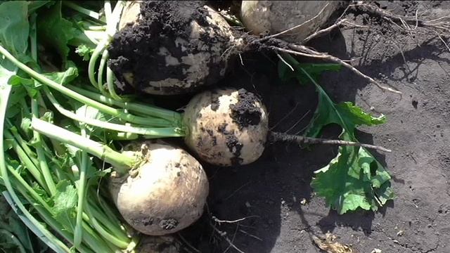Урожай редьки и репы