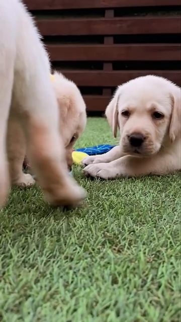 ⚜️DIONIS PRIDE⚜️❤️🐶🤗