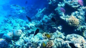 МОРЕ В ЕГИПТЕ ПОД ВОДОЙ ВОЗЛЕ РИФА с маской. Хургада. Макади- Бей. Красное море.