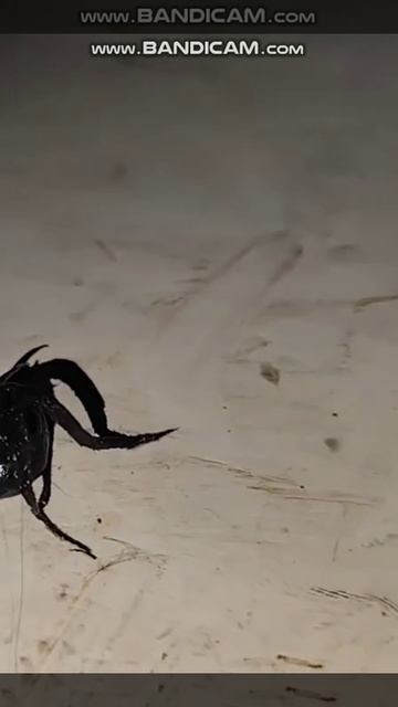 Из упавшего метеорита постоянно что-то растет смотреть онлайн