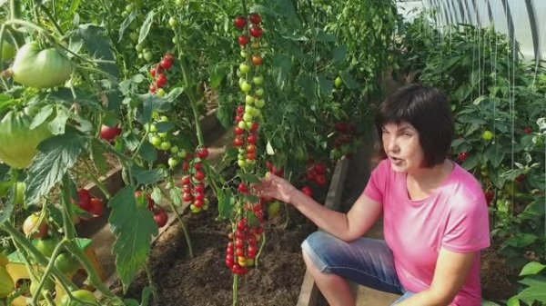 №6 Новинки Минусинских томатов не подвели! И проверенные сорта порадовали богатым урожаем 28.07.25