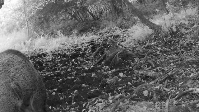 Кабанчик видео фото ловушки смотреть онлайн