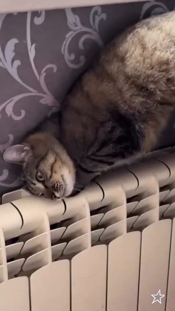 Когда дали отопление)