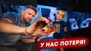 Пираньи начали гибнуть и есть друг друга. В чем причина? Мой новый аквариум спустя 9 месяцев