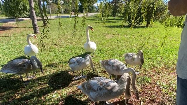Сочи. Лебеди в орнитологическом парке смотреть онлайн