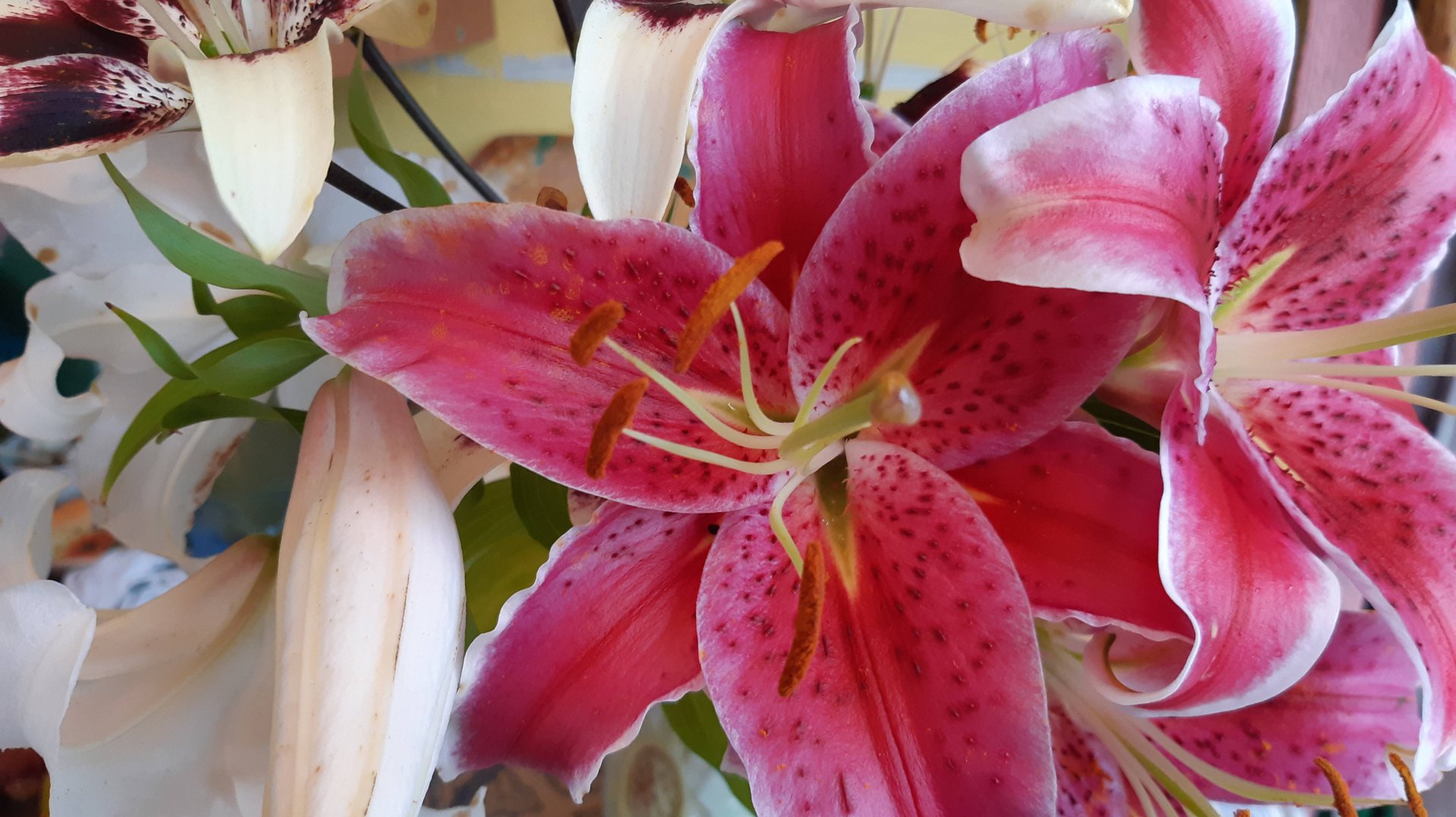 2086.   Восточные лилии,пересадка осенью.