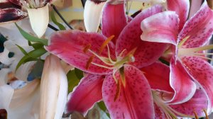 2086.   Восточные лилии,пересадка осенью.