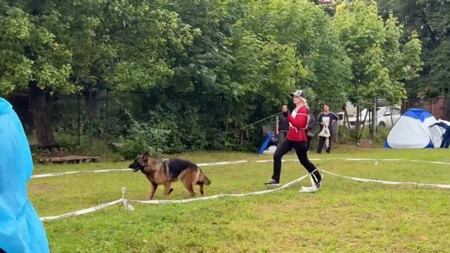 1 Отл. КЧК VALINA v. Fichtenschlag +++ №22. КАЛИНИНГРАД 7 сентября`25 Моно немецких овчарок