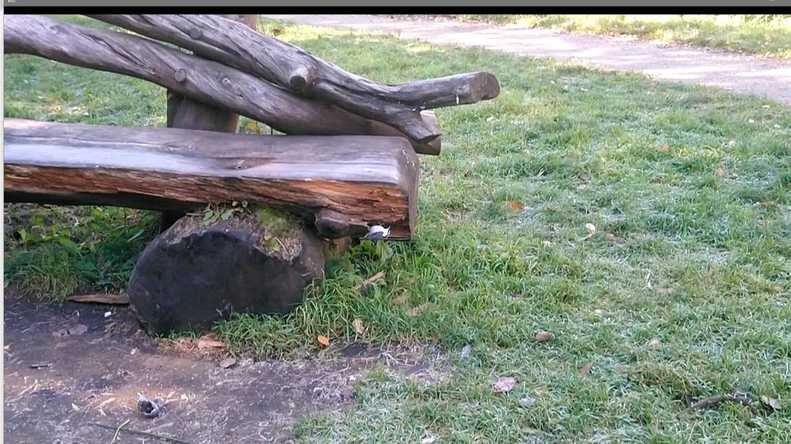 Что это за птичка,? клювом работает как дятел, но не дятел, точно. смотреть онлайн