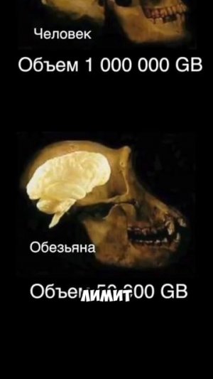 Так что не забывайте голову всякой фигнёй #наука #жуткиефакты