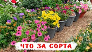 6 сортов вегетативных петуний помогите распознать сорта!