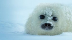 Сериал Наша планета — 1 сезон 7 серия / Our Planet