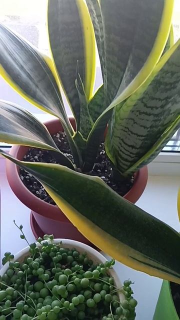 Сансевиерия Чемпион по выделению кислорода смотреть онлайн