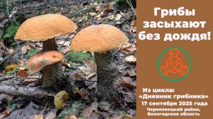 Грибы  засыхают без дождя! Дневник грибника 17 сентября 2025 года.