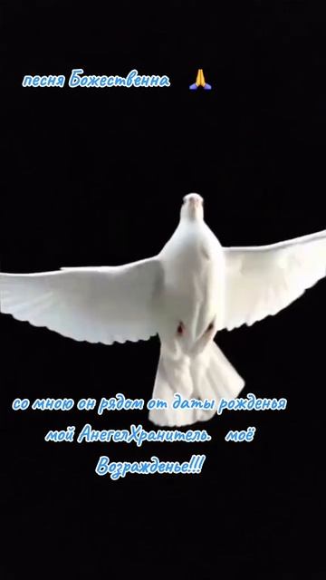 VID-20250928-WA0022.mp4 смотреть онлайн