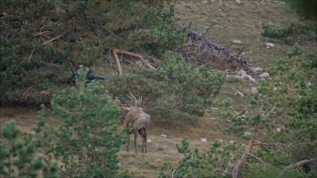 Рогач смотреть онлайн