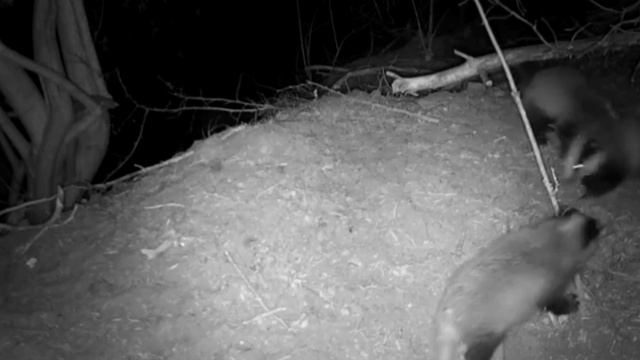 Барсуки смотреть онлайн