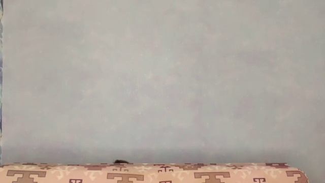 Зина и Стич