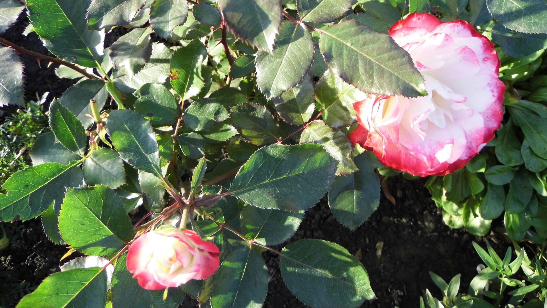 Второе цветение розы флорибунды Юбилей Принца Монако