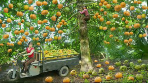 Сбор плодов гуавы и продажа их на сельском рынке. Жизнь во Вьетнаме