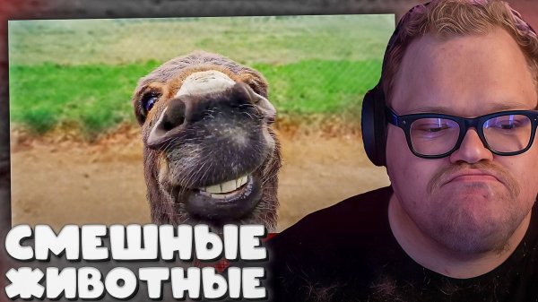T2x2 СМОТРИТ Funniest Animal Videos Ever (Part 2)(Daily Dose Of Internet) ► СМЕШНЫЕ ЖИВОТНЫЕ