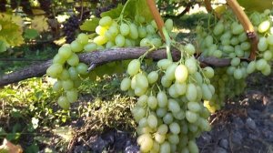 к-ш Столетие селекции США первого класса Безсемянности с вкусной ягодой.