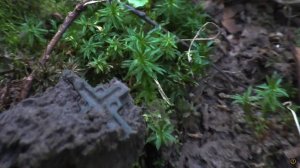 ЛЕС ГУБЯТ! ИНФАРКТ ОТ КОПА! СРАЗУ СТОЛЬКО ПЕРСТНЕЙ И ЧЕШУИ!