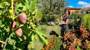 Наш инжир. Как мы выращиваем сладкий урожай.