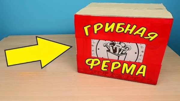 Вырастил грибы у себя дома  Урожай из грибной фермы🍄 Грибникарий. alex boyko