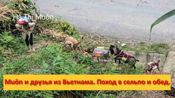 Muôn и друзья из Вьетнама. Поход в сельпо и обед.