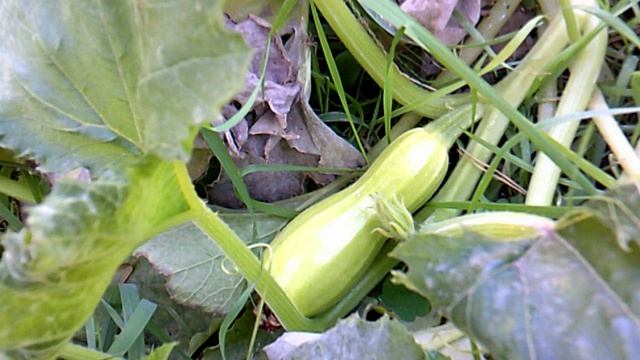 Обзор нашего кабачкового растения сорта "Грибовские"