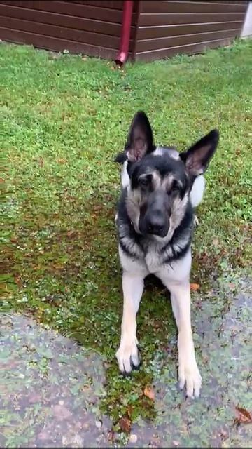 ВЕО Валентлайф Чаровница Чарра - ОКД Лежать в луже