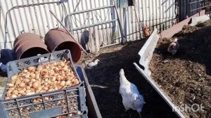 1 октября /как живут в русской деревне