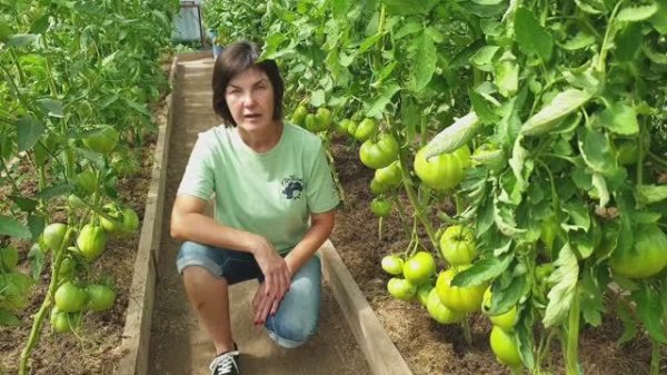 №5 Как ускорить созревание томатов? Этот метод всегда работает! 12.07.25