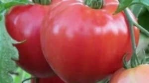 Лучшие сердцевидные сорта томатов для теплицы. Пополняем свою коллекцию ))