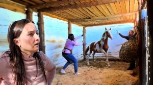 ДИКАЯ ЛОШАДЬ С БОЙНИ. ПРИРУЧЕНИЕ! ЧТО СТАЛО С НЕЙ ЗА 2 НЕДЕЛИ НА НАШЕМ ХОЗЯЙСТВЕ. Жизнь в деревне