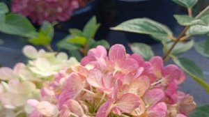 Сравниваем гортензии серии Пан, как выглядят Пантера и Пантонелла. что лучше, какая краше?