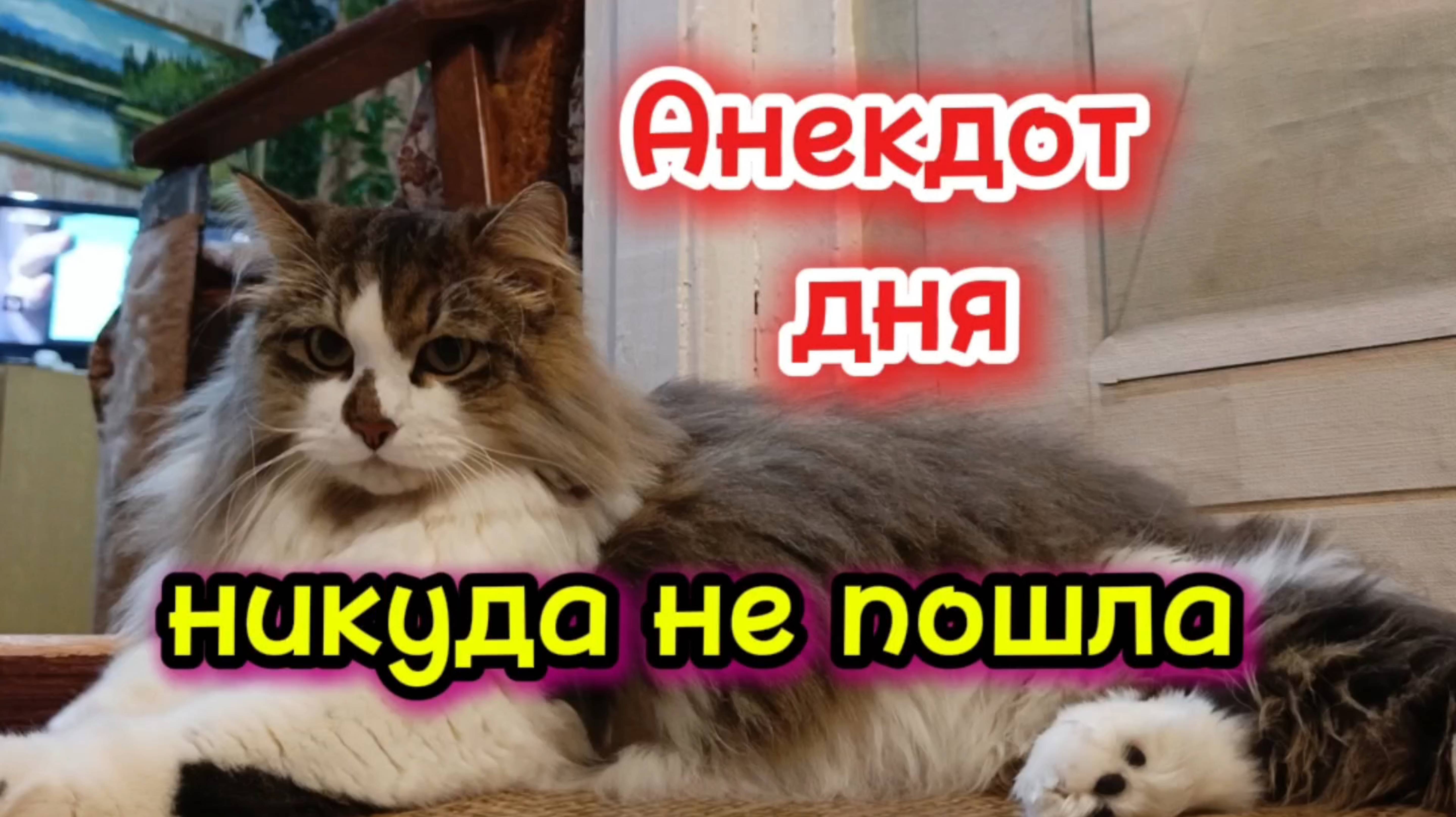 Анекдот дня. смотреть онлайн