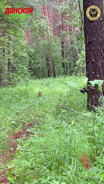 Охота на кабана .Полосатик потерялся смотреть онлайн