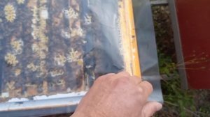 На Кубани пасека зимует!!! 01.10.25