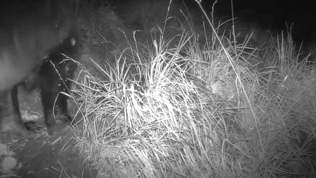 Видео фото ловушки смотреть онлайн