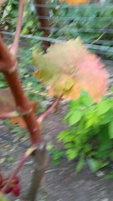 ПАМЯТИ ОТЦА виноград селекции Балабанова А.Ф. на прививке этого года. +79900274169, +79900274170