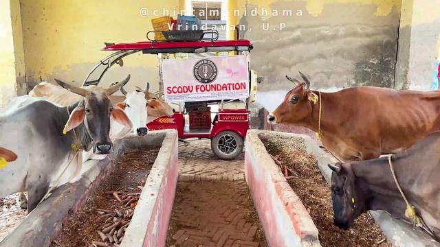 9 сентября. Начало Питри Пакши. Раздача овощей коровам и завтрака работникам гошалы смотреть онлайн