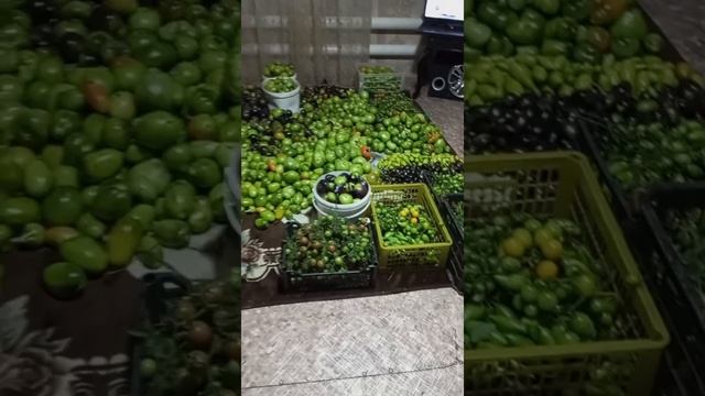 Видимо,последний ролик с огорода. смотреть онлайн